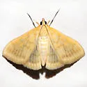 Hahncappsia marculenta - Hodges#4962