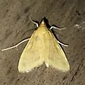 Hahncappsia marculenta - Hodges#4962 - photo 2