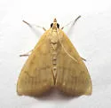 Hahncappsia marculenta - Hodges#4962 - photo 4