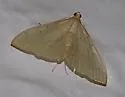Hahncappsia mellinialis - Hodges#4973