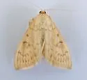 Hahncappsia mellinialis - Hodges#4973 - photo 2