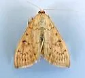 Hahncappsia mellinialis - Hodges#4973 - photo 3