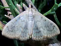 Hahncappsia mellinialis - Hodges#4973 - photo 4