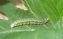 Hahncappsia neobliteralis - Hodges#4965 - photo 4