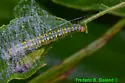 Hahncappsia neomarculenta - Hodges#4963 - photo 4
