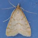 Hahncappsia pergilvalis - Hodges#4968 - photo 2