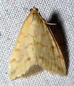 Hahncappsia pergilvalis - Hodges#4968 - photo 3