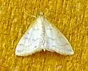 Hahncappsia pergilvalis - Hodges#4968 - photo 4