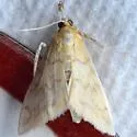 Hahncappsia pergilvalis - Hodges#4968 - photo 5