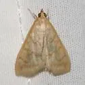 Hahncappsia ramsdenalis - Hodges#4971 - photo 2