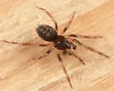 Hahnia cinerea