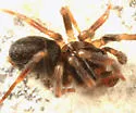 Hahnia cinerea - photo 4