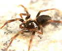 Hahnia cinerea - photo 5