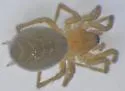 Hahnia glacialis