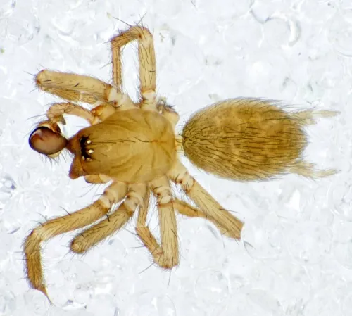 Hahnia helveola