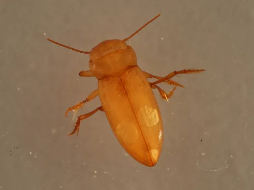 Haideoporus texanus - Haideoporus texanus