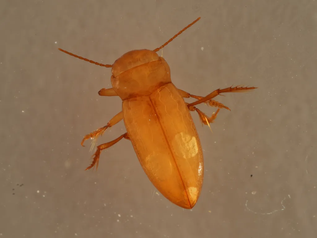 Haideoporus texanus - photo 2