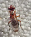 Haigia nevadana