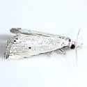 Silvered Haimbachia moth - Hodges#5488 - photo 2