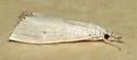 Silvered Haimbachia moth - Hodges#5488 - photo 4