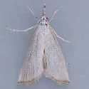 Haimbachia diminutalis - Hodges#5491