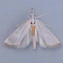 Haimbachia diminutalis - Hodges#5491 - photo 2