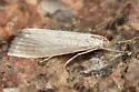 Haimbachia diminutalis - Hodges#5491 - photo 4