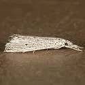 Haimbachia floridalis - Hodges#5487