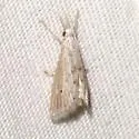 Haimbachia indistinctalis - Hodges#5485