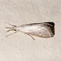 Haimbachia indistinctalis - Hodges#5485 - photo 2