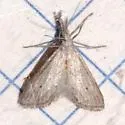 Haimbachia indistinctalis - Hodges#5485 - photo 3