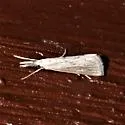 Haimbachia indistinctalis - Hodges#5485 - photo 4