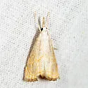Peppered Haimbachia - Hodges#5489 - photo 4