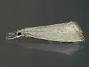 Haimbachia squamulellus - Hodges#5482 - photo 4