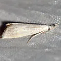 Haimbachia squamulellus - Hodges#5482 - photo 5