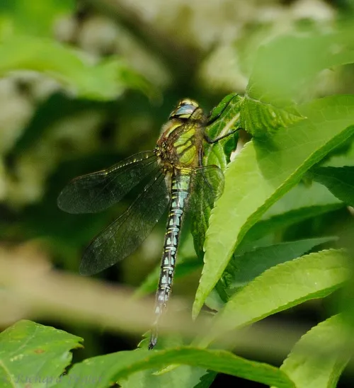 Hairy Dragonfly - photo 2