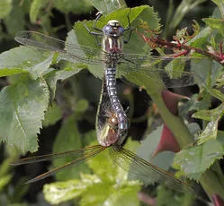 Hairy Dragonfly - photo 3