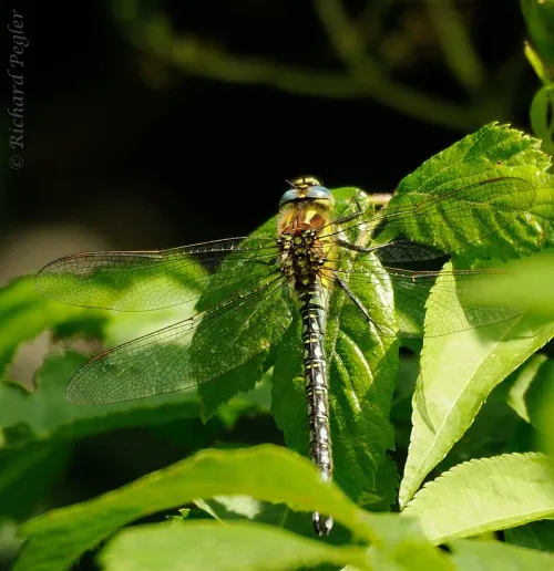 Hairy Dragonfly - photo 4