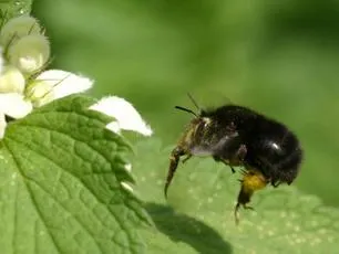 Hairy-footed Flower Bee