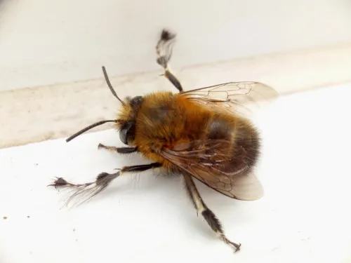 Hairy-footed Flower Bee - photo 2