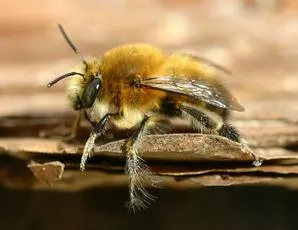Hairy-footed Flower Bee - photo 3