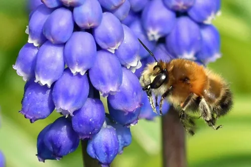 Hairy-footed Flower Bee - photo 4