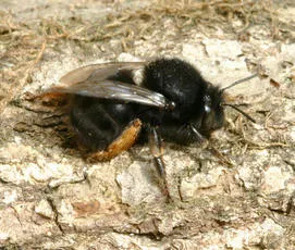 Hairy-footed Flower Bee - photo 5