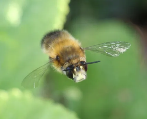 Hairy-footed Flower Bee - photo 6