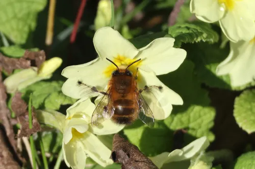 Hairy-footed Flower Bee - photo 7
