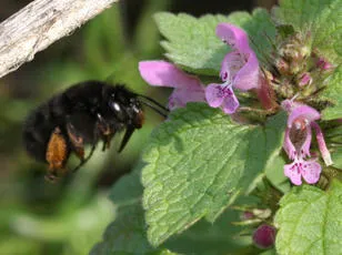 Hairy-footed Flower Bee - photo 8