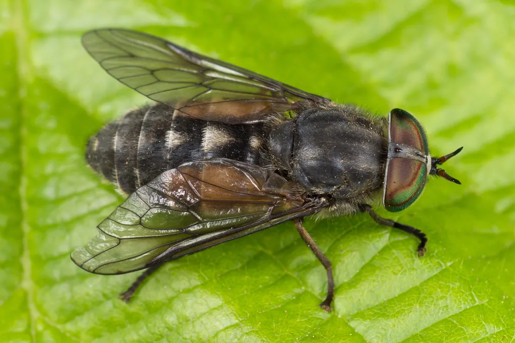 Hairy-Legged Horsefly