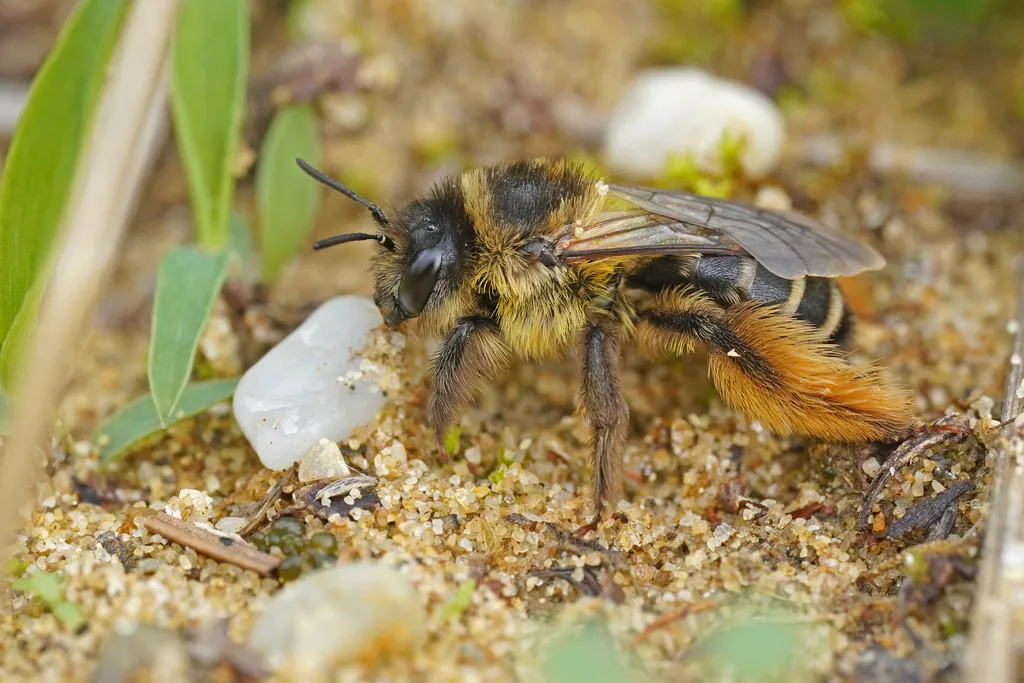 Hairy Legged Mining Bee - photo 2