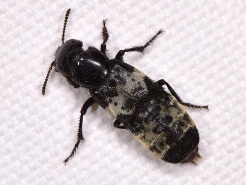 Hairy Rove Beetle