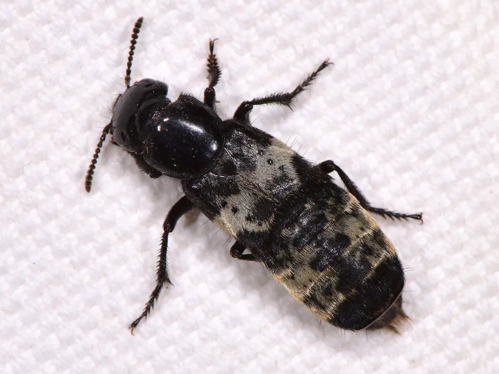 Hairy Rove Beetle - photo 2